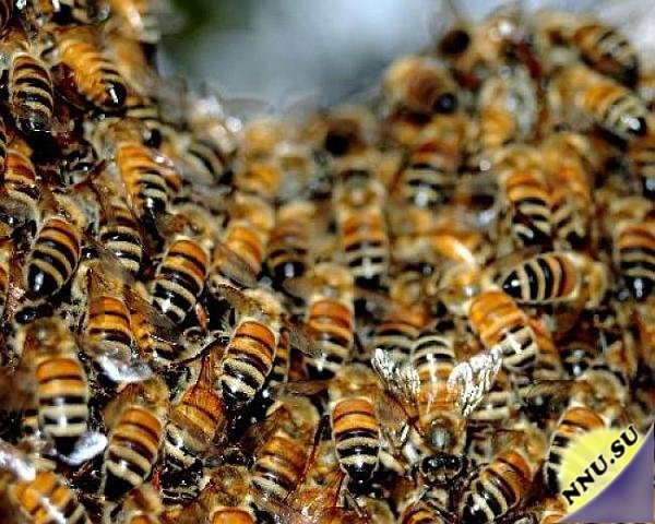 Факты про пчел