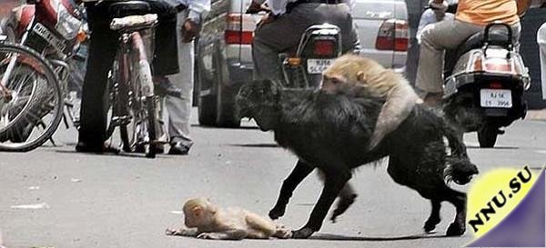 Мама-обезьяна спасает ребенка