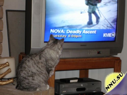 Кошки смотрят телевизор