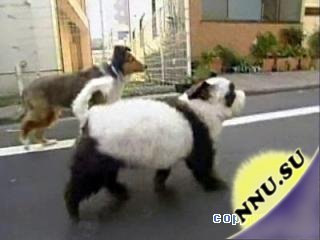 Собака панда))) 13 фото + видео