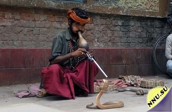 Фестиваль змей в Индии