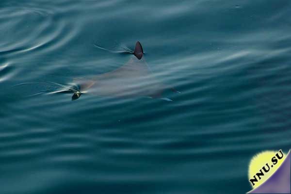 Мобула - летающий морской дьявол (24 фото+видео)