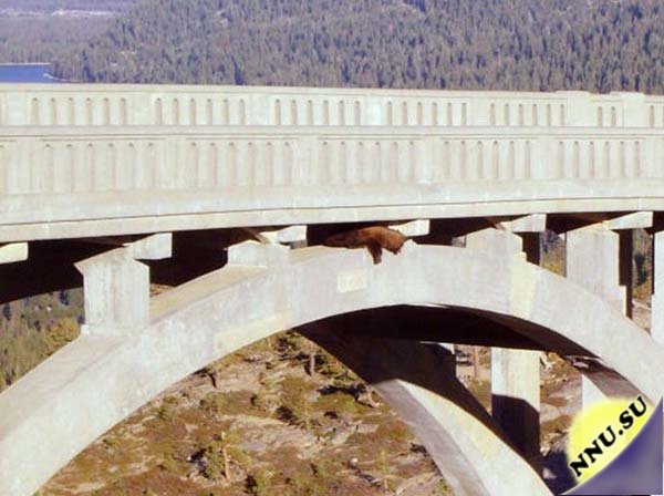 Медведь на мосту