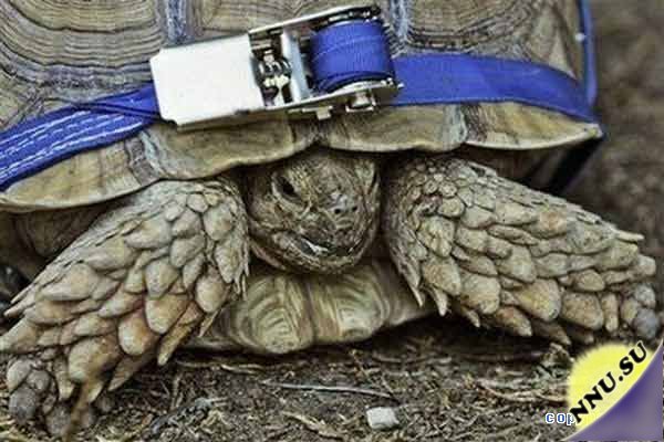 В Иерусалимском зоопарке парализованную черепаху посадили на колеса