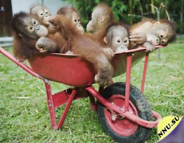 Малыши орангутангов едут на прогулку