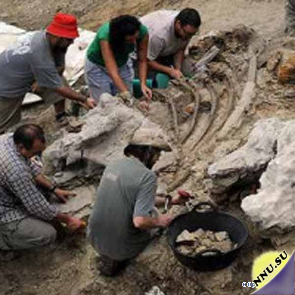 В Испании обнаружен скелет динозавра