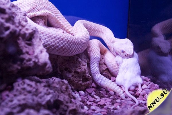 Как питаются змеи
