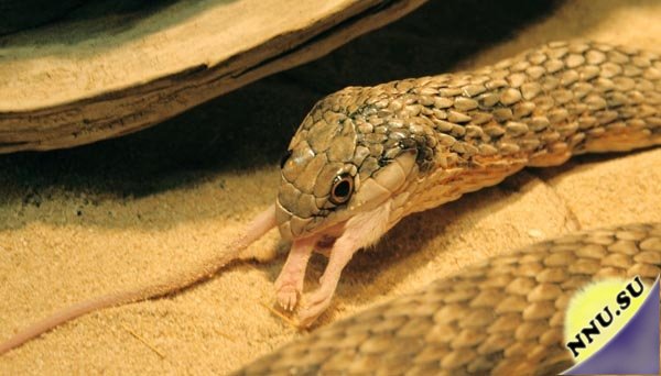 Как питаются змеи