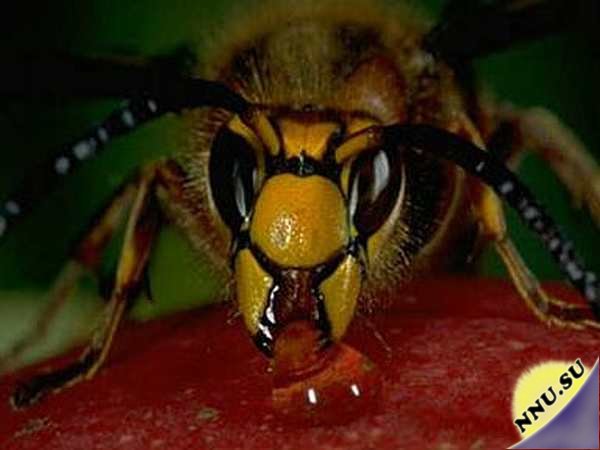 5 наиболее устрашающих насекомых в мире (15 фото + видео)