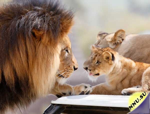 Благородное львиное семейство на прогулке