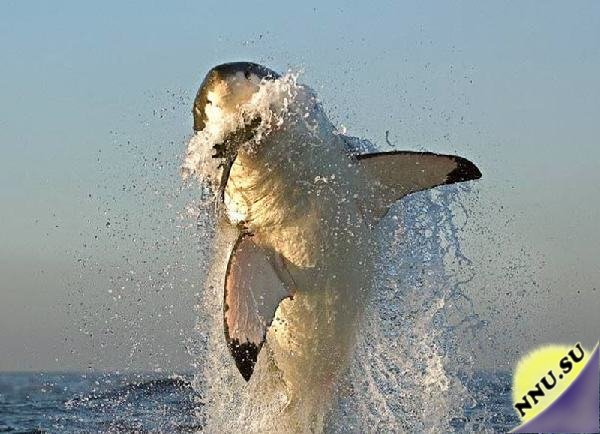 Прыгающая акула