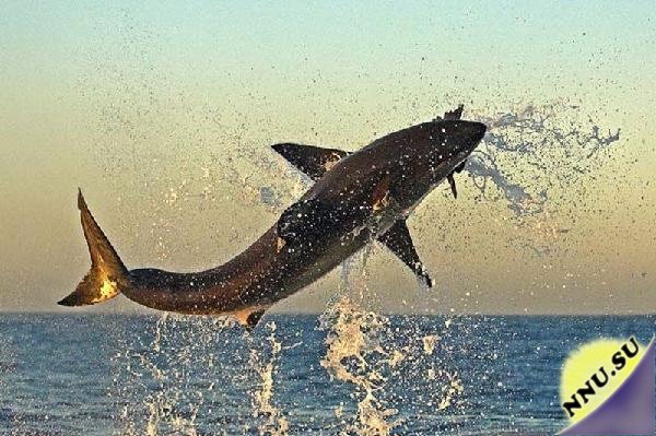 Прыгающая акула