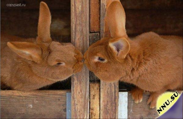 Животные целуются