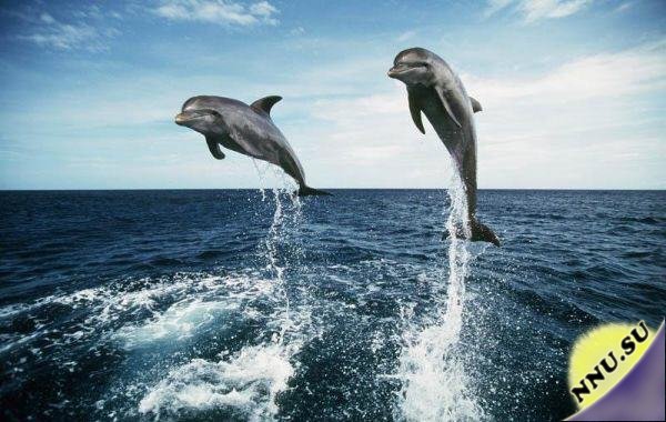Дельфины и их язык