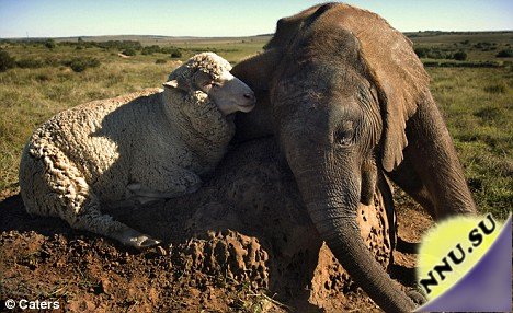 Трогательная история одного слоненка