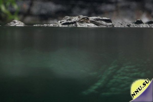 На обеде у крокодила