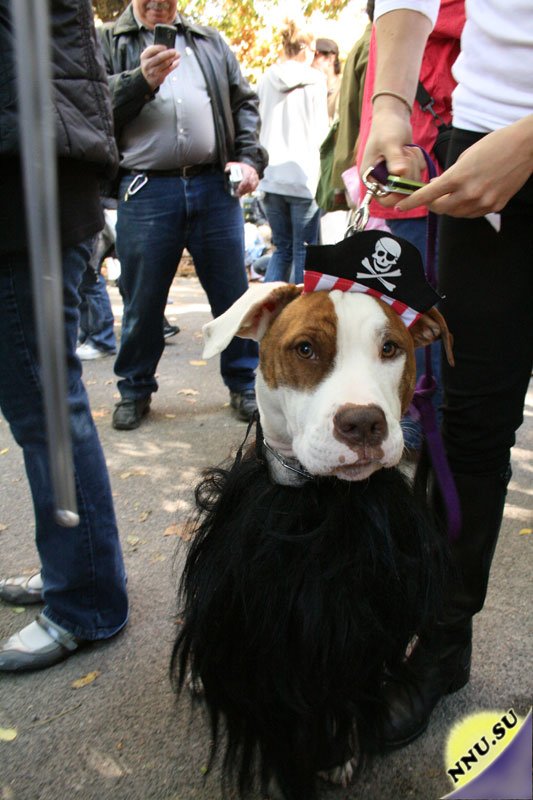 Хеллоуин парад собак