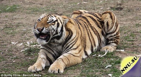 Тигр чуть не пообедал акробатом