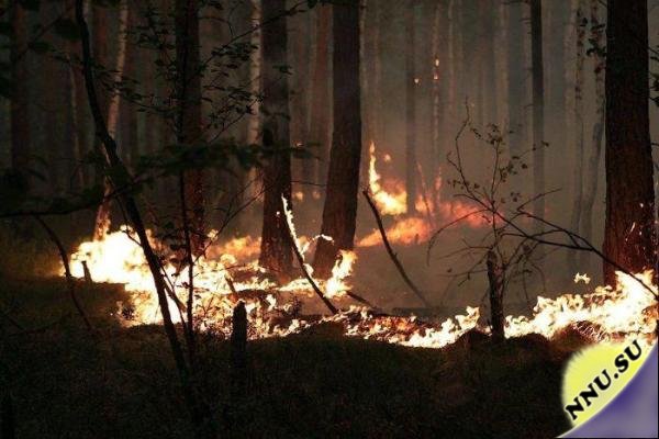 Как тушат лесные пожары