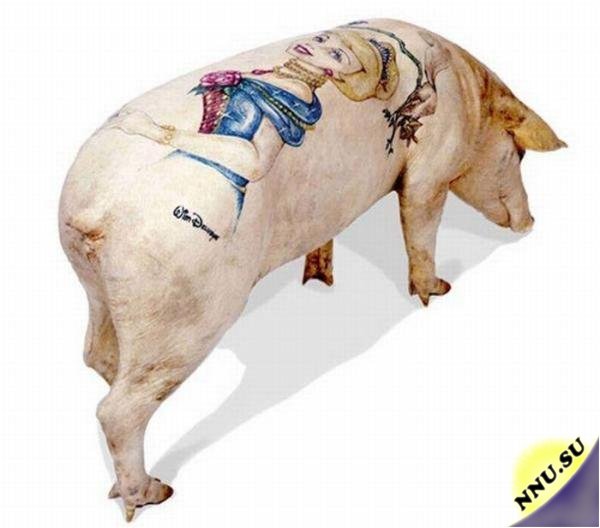 Татуировки на свиньях
