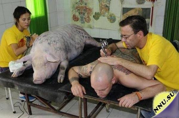 Татуировки на свиньях