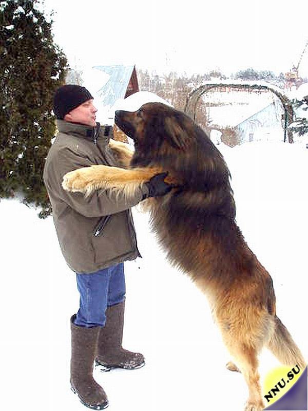 Топ 10 самые большие в мире собаки
