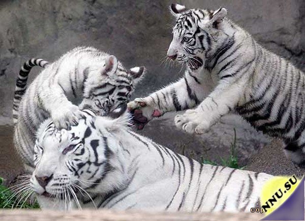 Бенгальские тигрята
