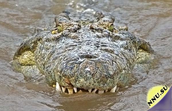 А в животе у крокодила
