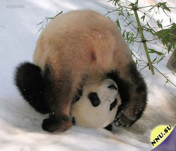 Панда резвится на снежной горке