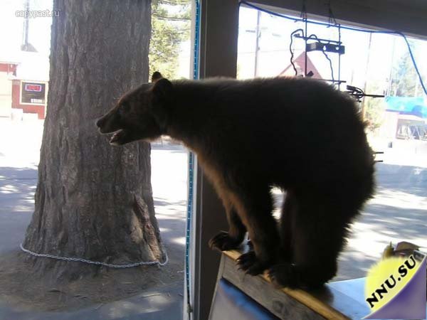 Калифорнийские медведи непрочь сходить в ресторан