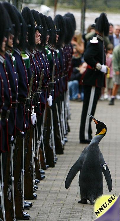 Королевского пингвина возвели в рыцари