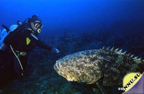 Обнаружен новый вид 450-килограммовых океанских рыб