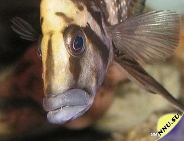 Наши предки унаследовали способность к речи у рыб