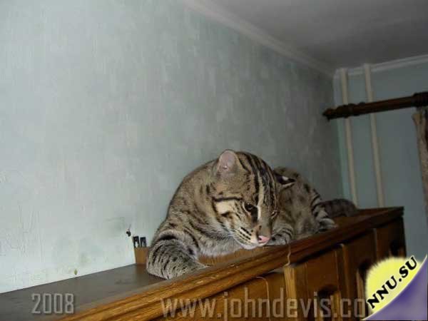 Самый популярный кот Рунета - Джон Девис