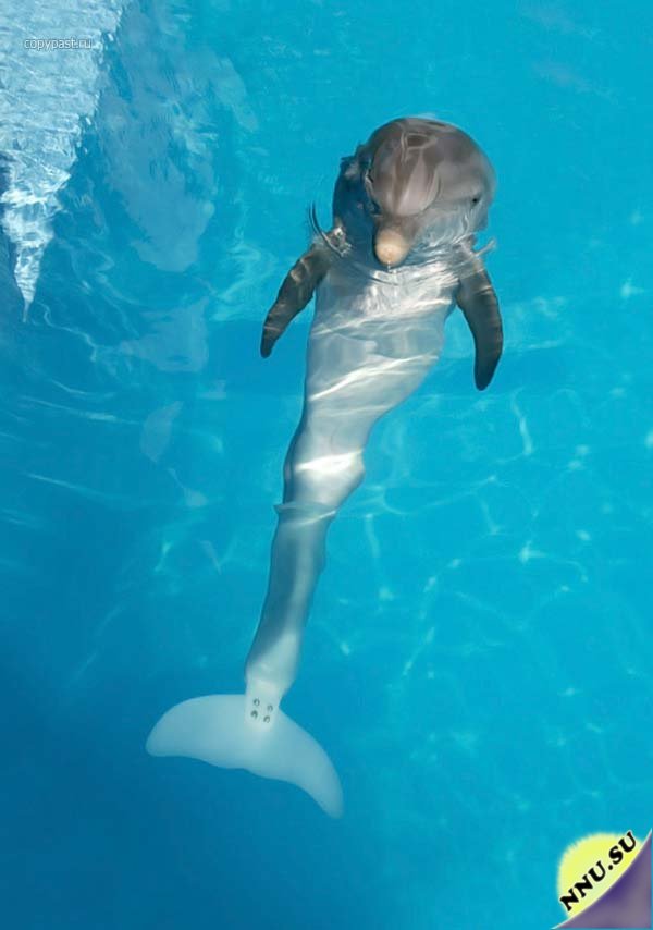История одного дельфина