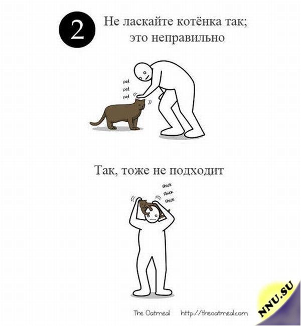 Инструкция "Как ласкать котенка"