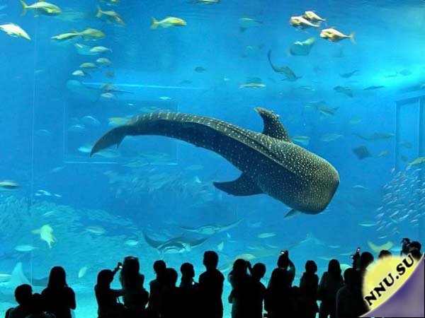 Гигантский аквариум в Акинаве