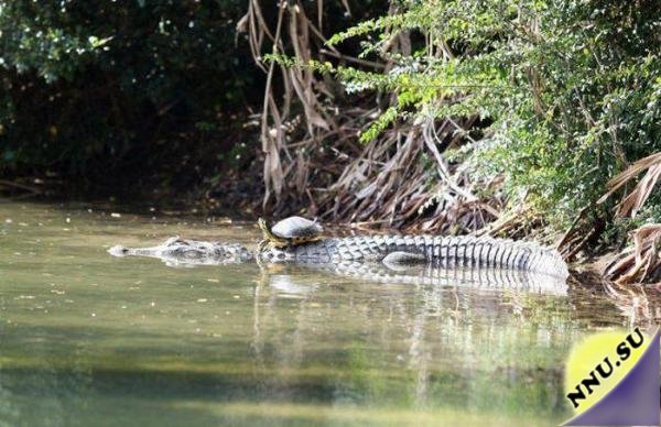 Черепаха и крокодил