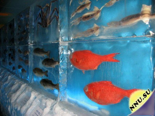 Ледяной аквариум(6 фото).
