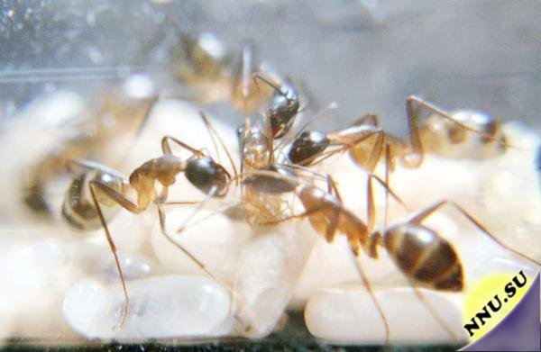 Как рождаются муравьи...
