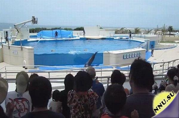 Дельфин выпрыгнул из бассейна