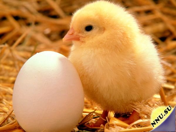 Что известно о яйце?