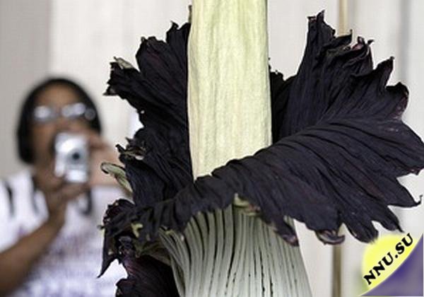 В Токио расцвел самый большой в мире цветок, который пахнет тухлым мясом