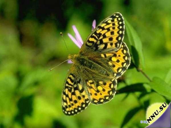 Бабочки - красавицы