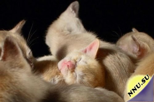 Спящие кошки